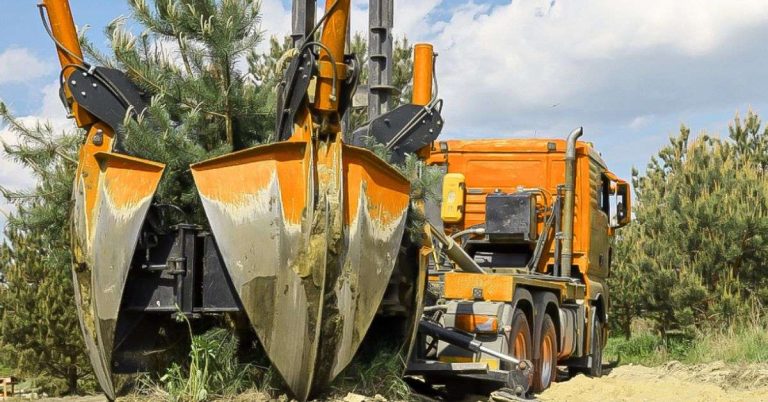 best tree removal processes