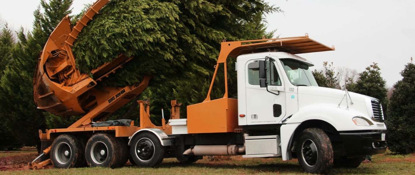 tree removal company Sydney