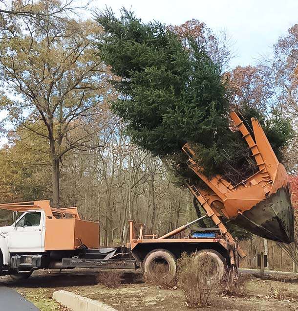 tree removal services in Sydney