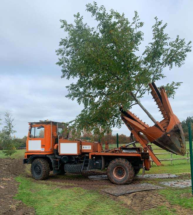 tree removalist Sydney