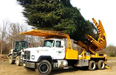 Tree removalist