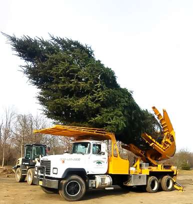 Tree removals