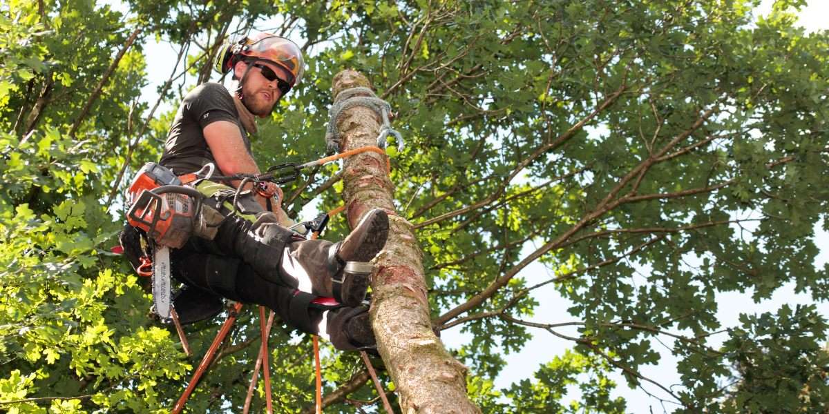 tree cutting and removal