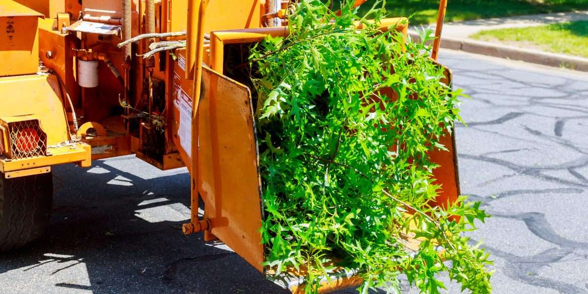 tree removal with professionals